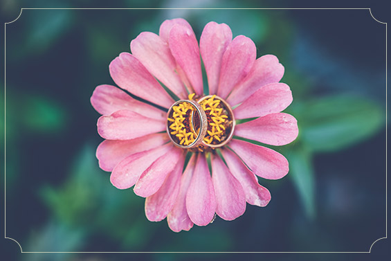 צילום מרהיב של פרח שעליו מונחות הטבעות.