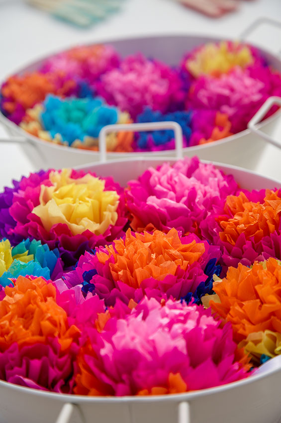 פרחי טישיו יפיפיים בצבעוניות מהפנטת